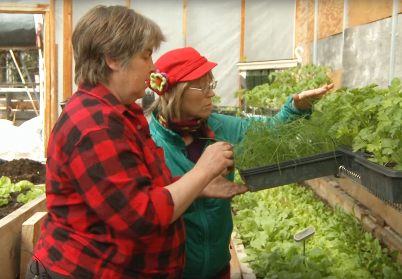The Curious Gardener