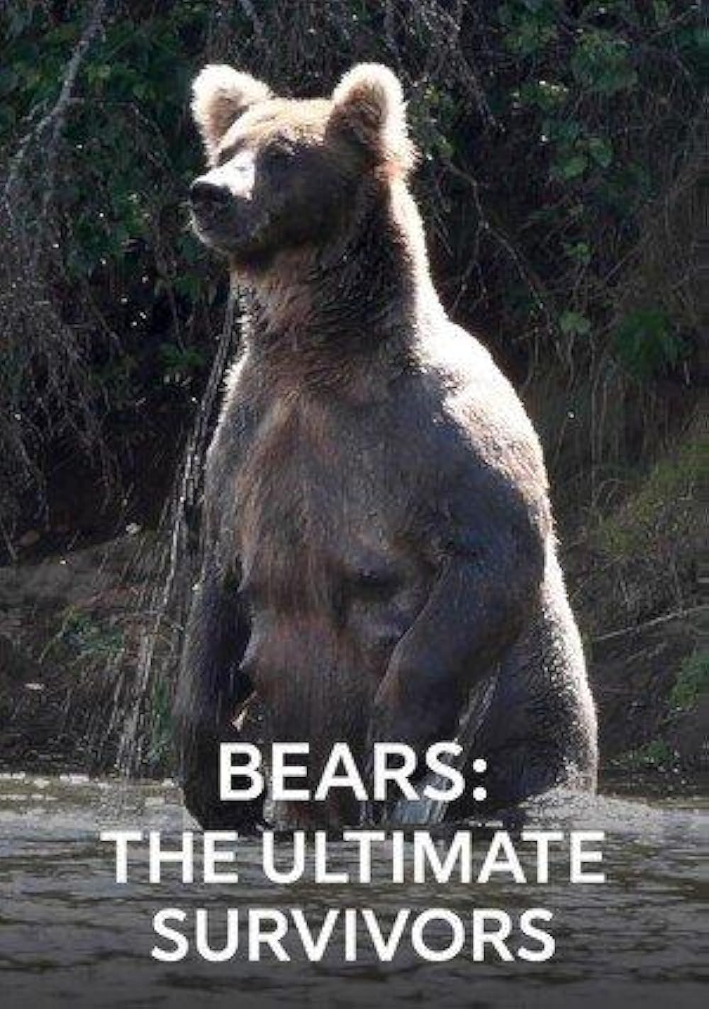 Bears: Ultimate Survivors